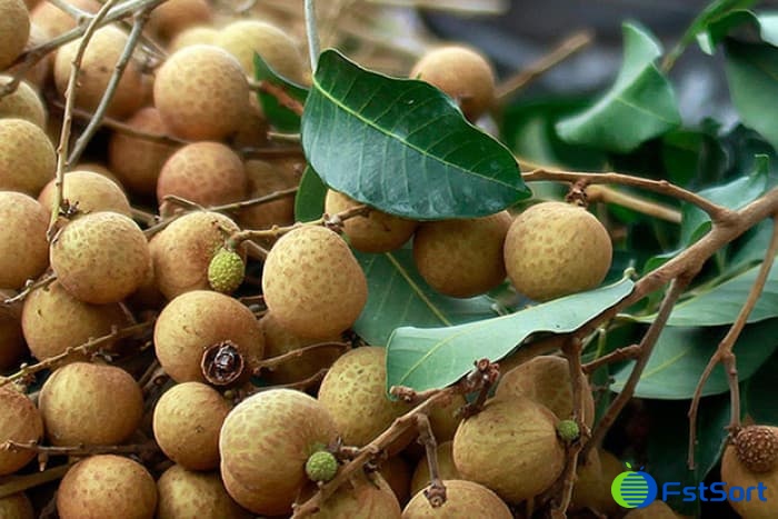 longan sorter.jpg longan sorter.jpg